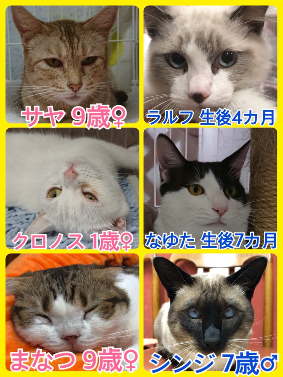 🐱今月は猫ちゃんの卒業強化月間🐾今日の里親様募集中ニャンコ🐱メンバーです🐾2018,11,18